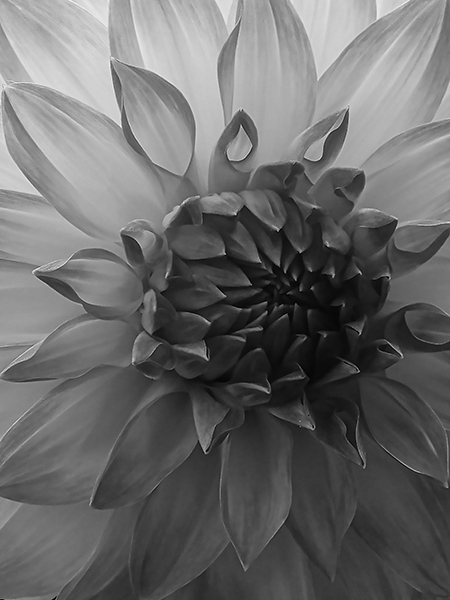 Dahlia, Point Defiance, WA